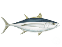 Albacore Tuna