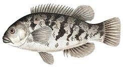 Tautog